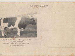 briefkaart fokvereninging yk tamminga